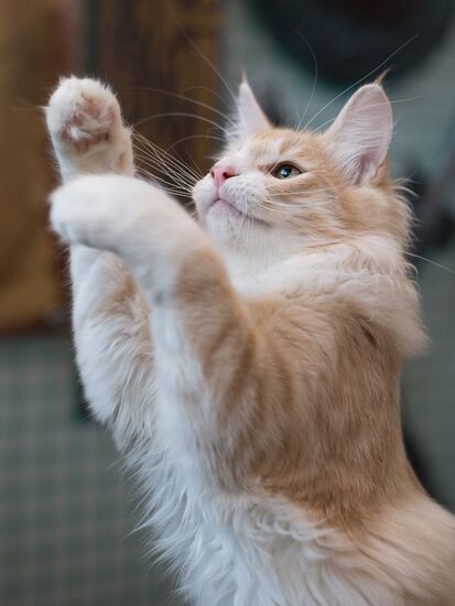 Cat show InfoKot 2013