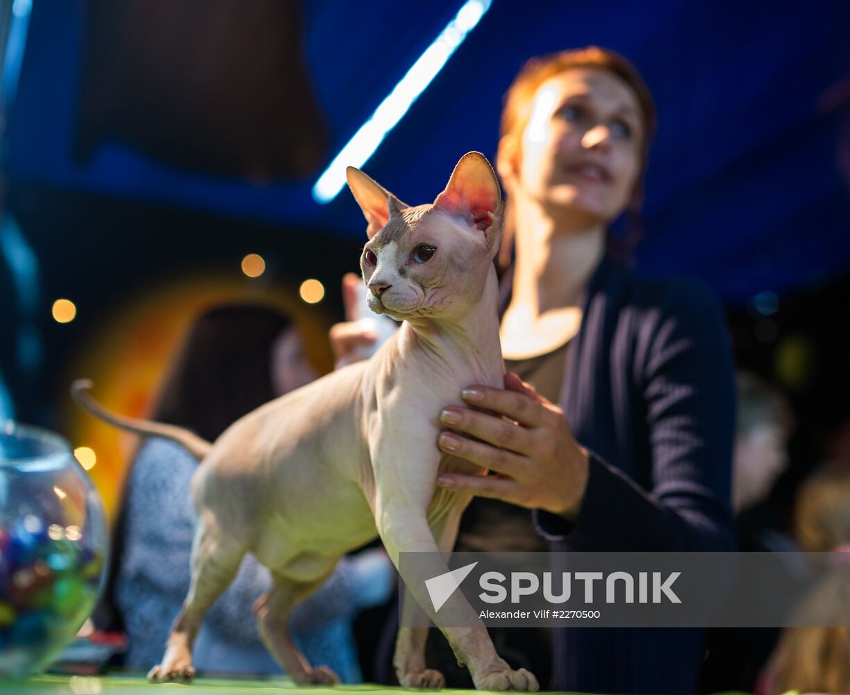 Cat show InfoKot 2013
