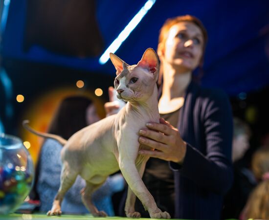 Cat show InfoKot 2013