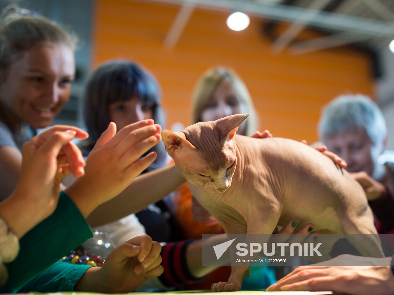 Cat show InfoKot 2013