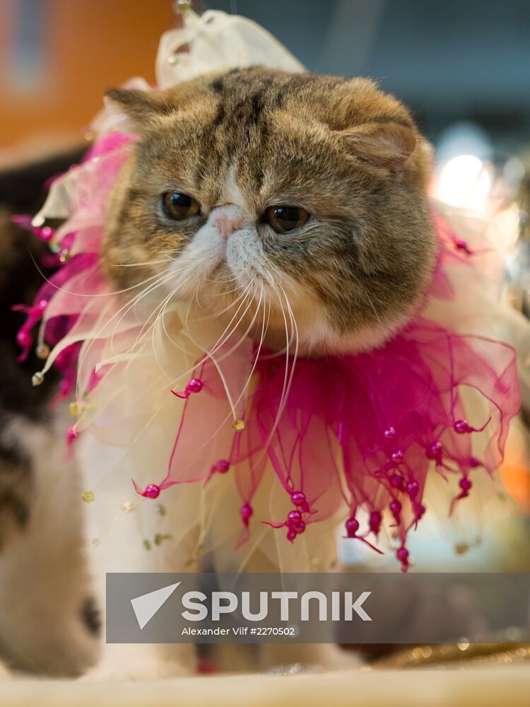 Cat show InfoKot 2013