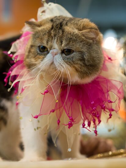 Cat show InfoKot 2013