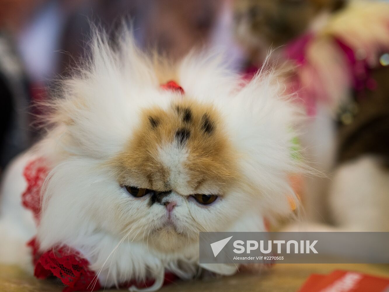 Cat show InfoKot 2013