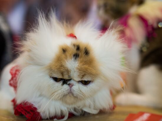 Cat show InfoKot 2013