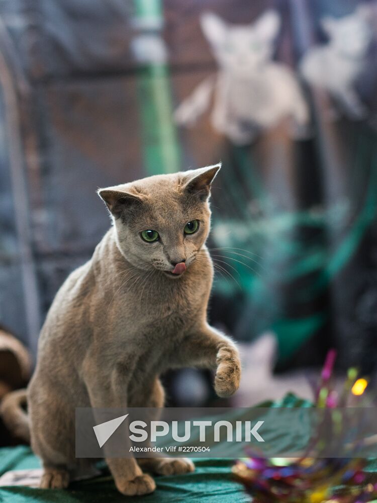 Cat show InfoKot 2013