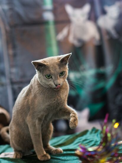 Cat show InfoKot 2013
