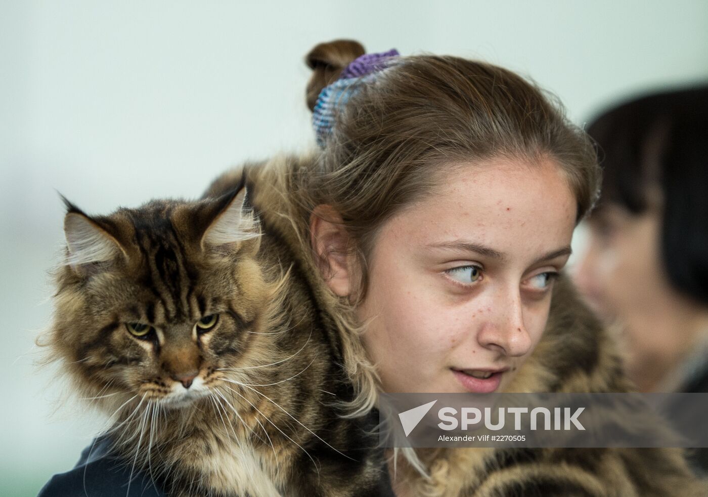 Cat show InfoKot 2013