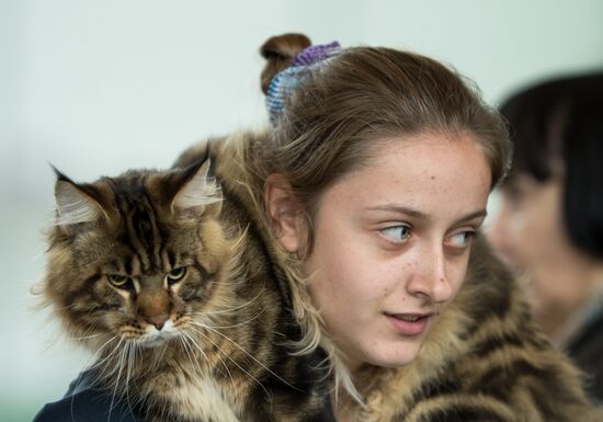 Cat show InfoKot 2013
