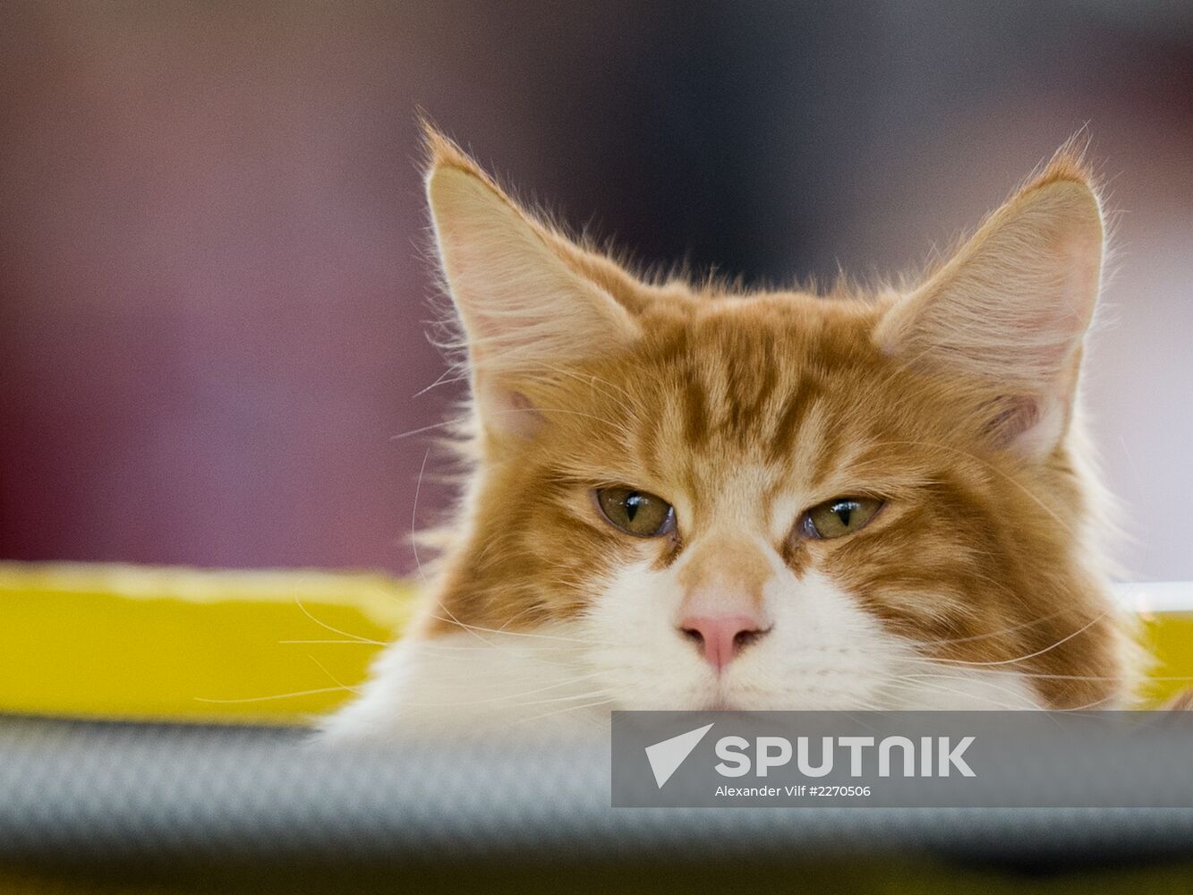Cat show InfoKot 2013