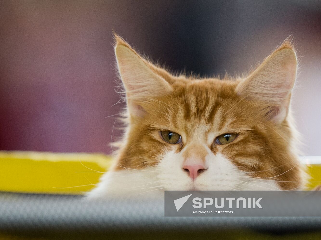 Cat show InfoKot 2013