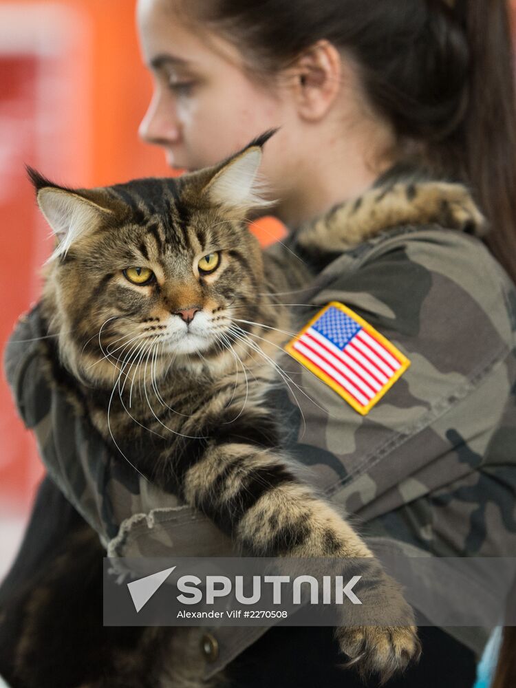Cat show InfoKot 2013