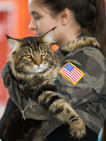 Cat show InfoKot 2013