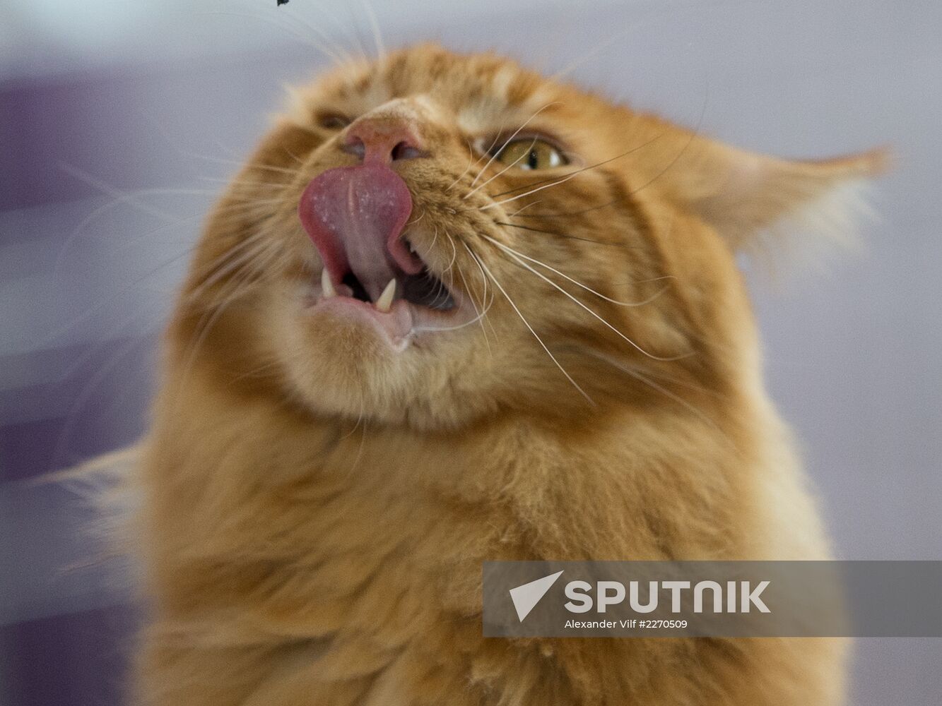 Cat show InfoKot 2013