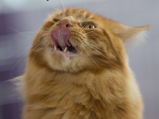 Cat show InfoKot 2013