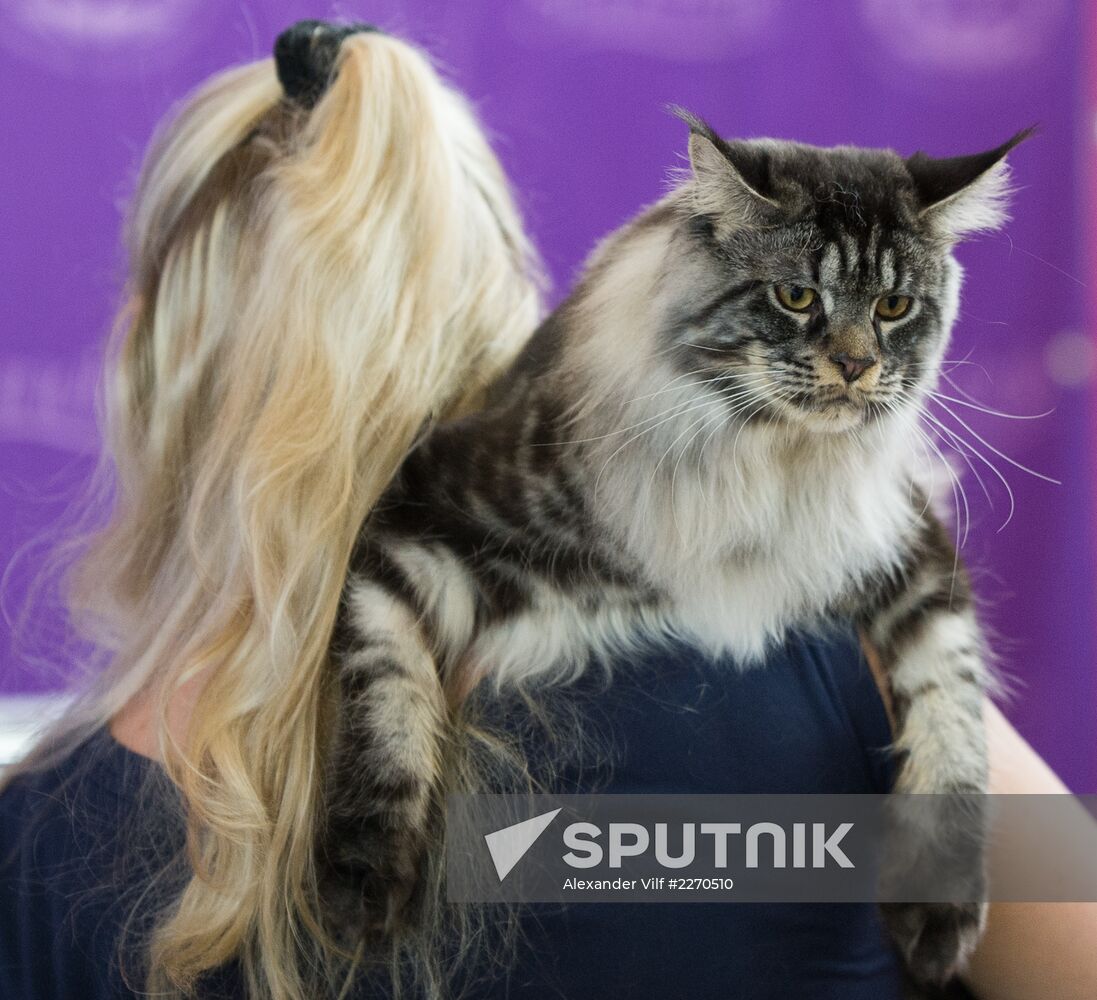 Cat show InfoKot 2013