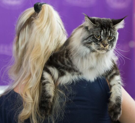 Cat show InfoKot 2013