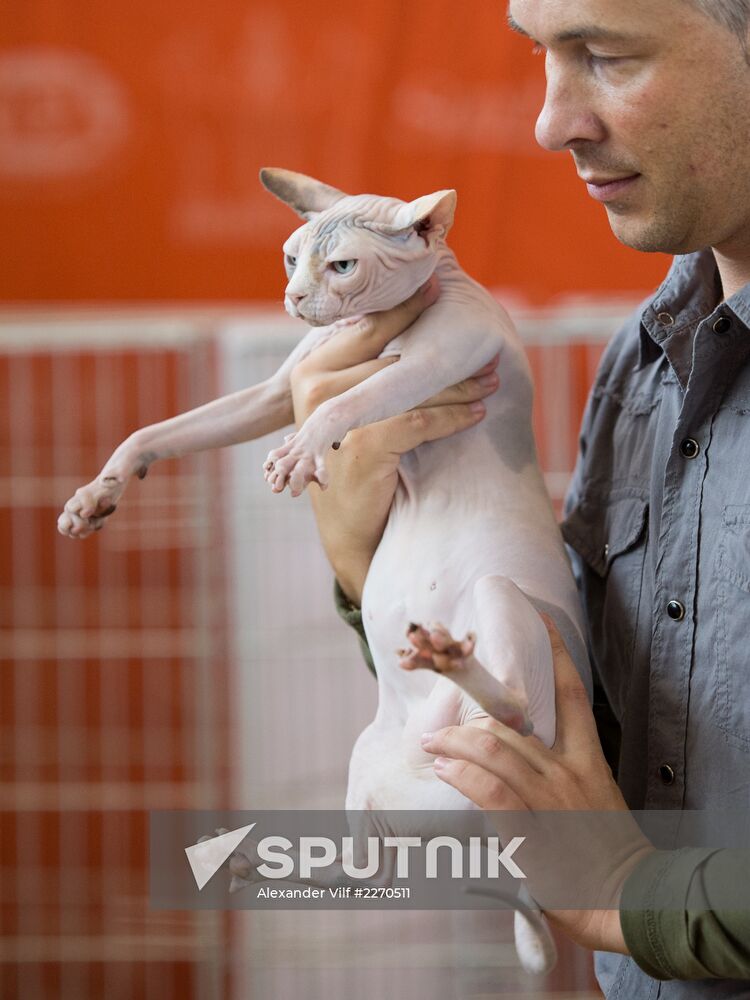 Cat show InfoKot 2013