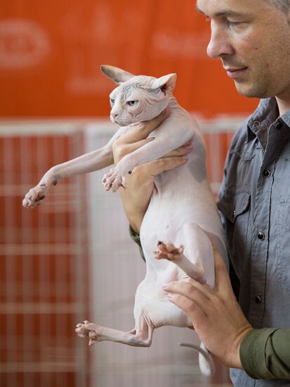 Cat show InfoKot 2013