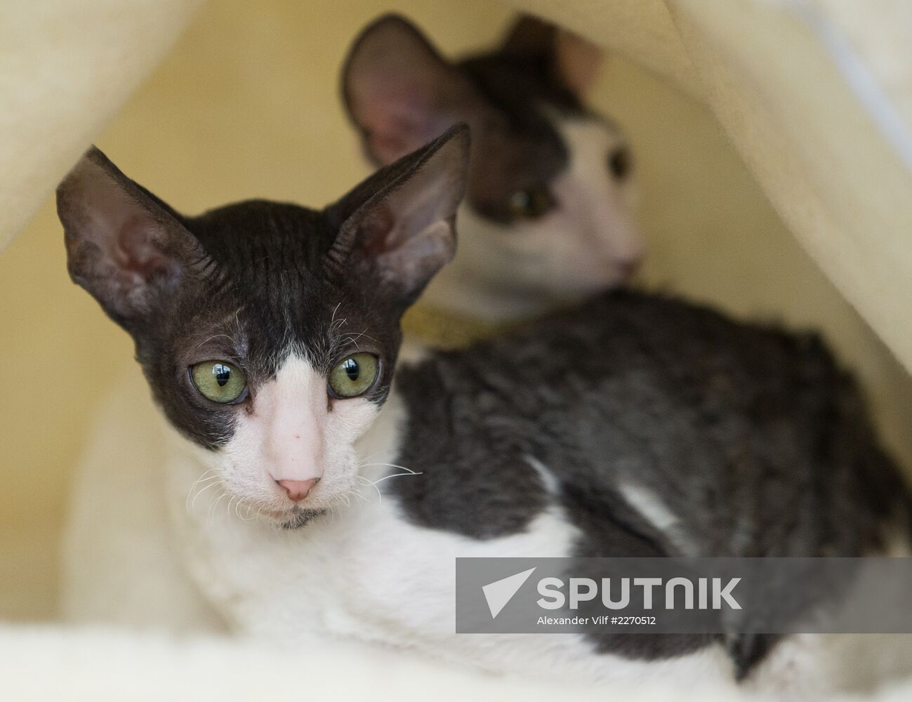 Cat show InfoKot 2013