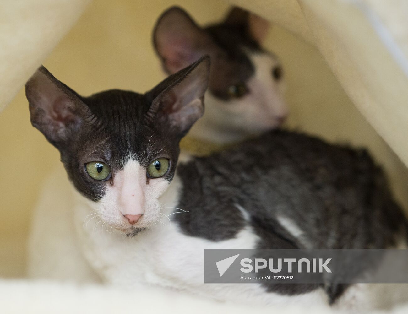 Cat show InfoKot 2013
