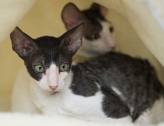 Cat show InfoKot 2013