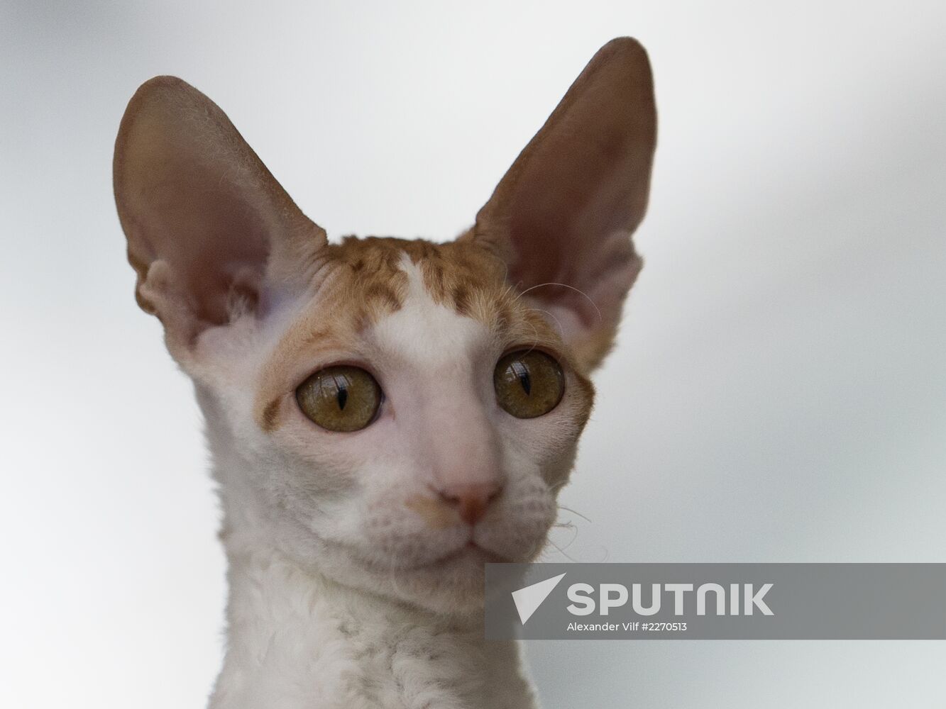 Cat show InfoKot 2013