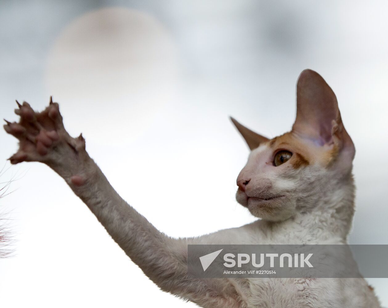 Cat show InfoKot 2013