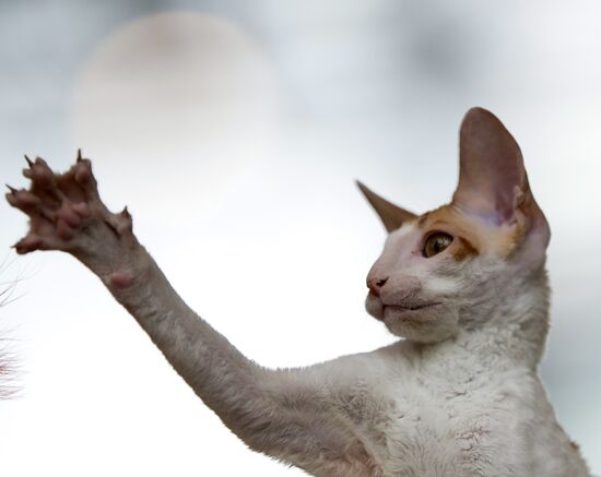 Cat show InfoKot 2013