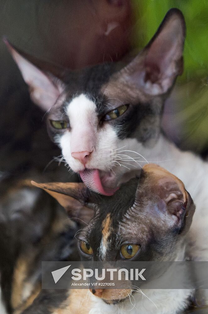 Cat show InfoKot 2013