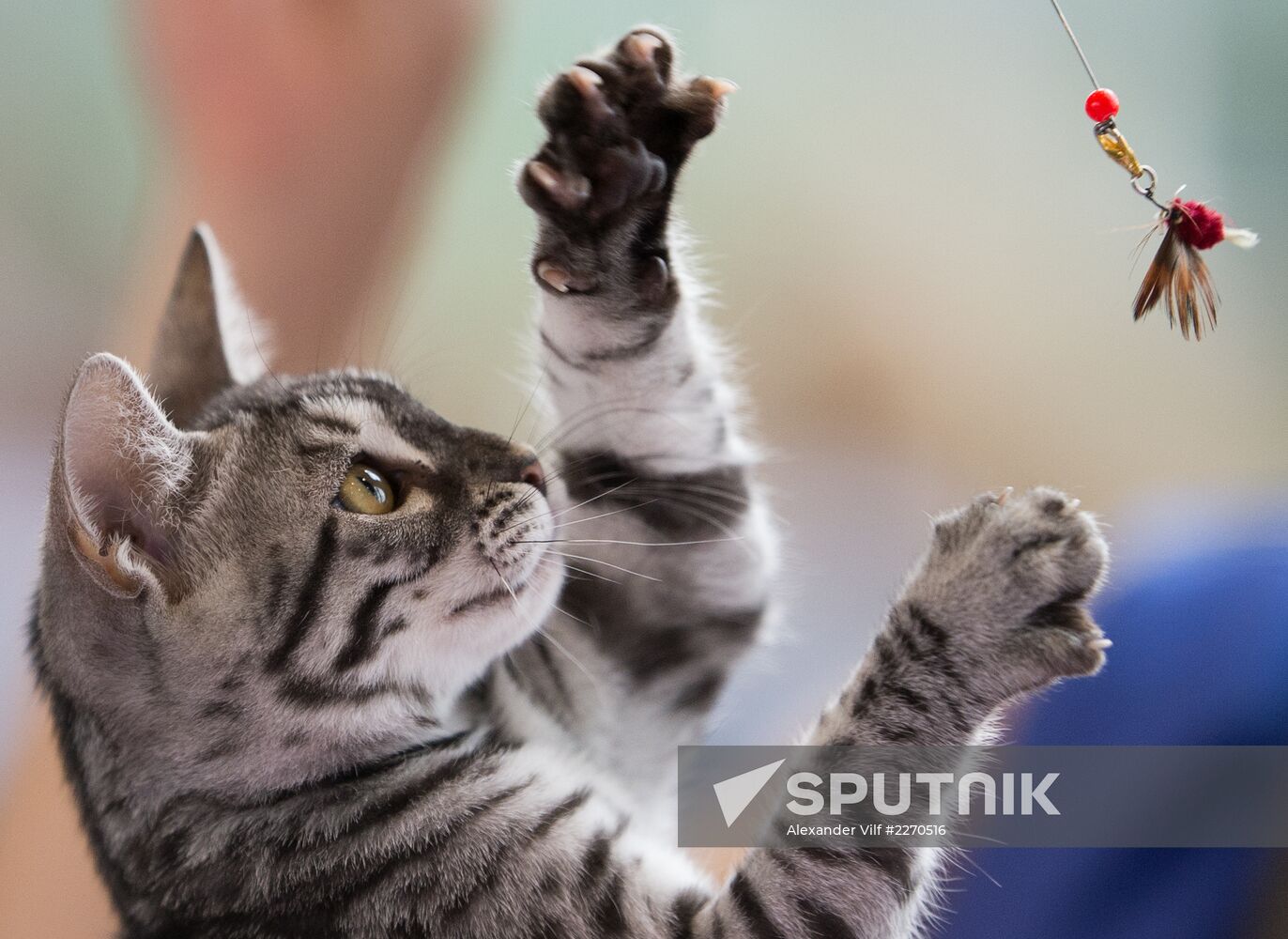 Cat show InfoKot 2013