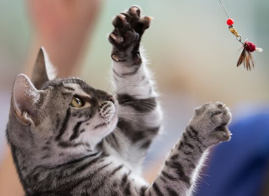 Cat show InfoKot 2013