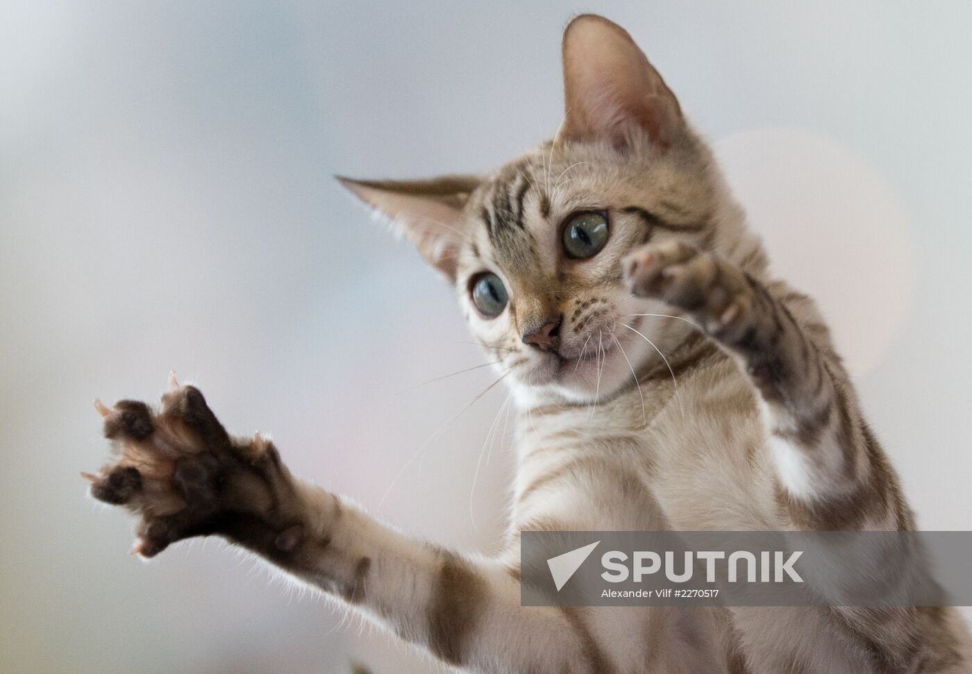 Cat show InfoKot 2013