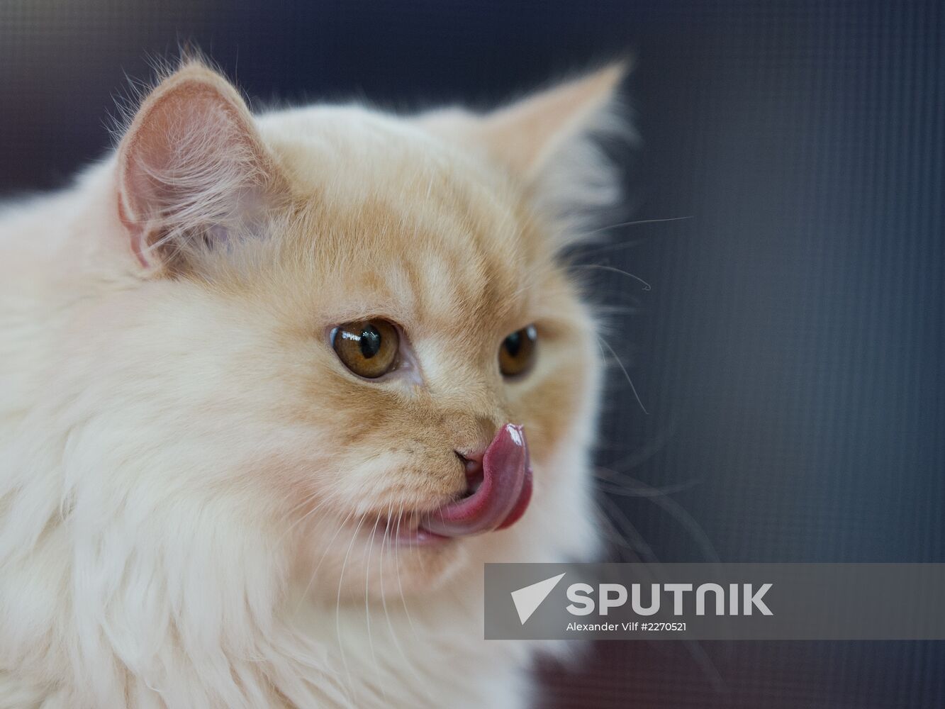 Cat show InfoKot 2013