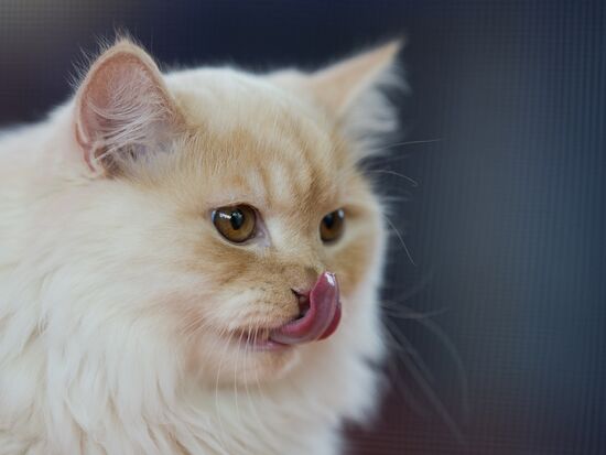Cat show InfoKot 2013