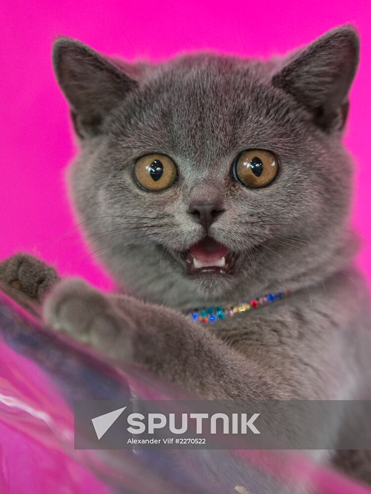 Cat show InfoKot 2013