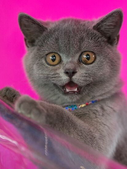 Cat show InfoKot 2013