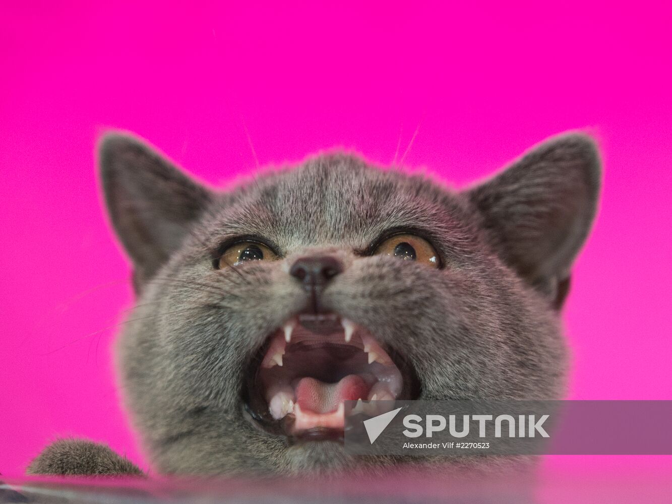 Cat show InfoKot 2013