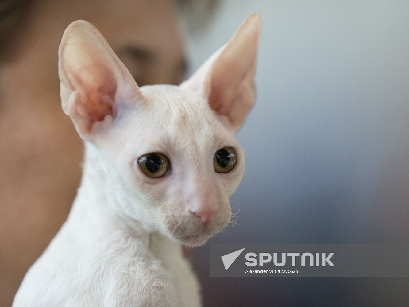 Cat show InfoKot 2013