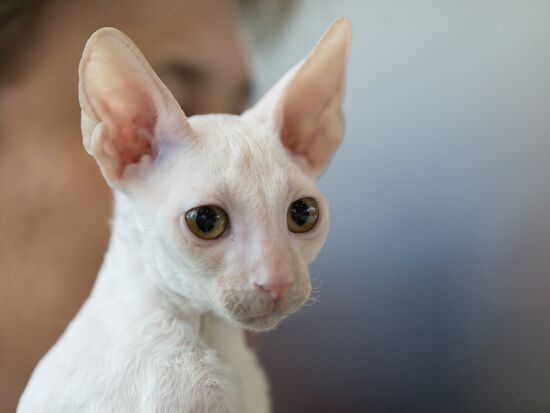 Cat show InfoKot 2013