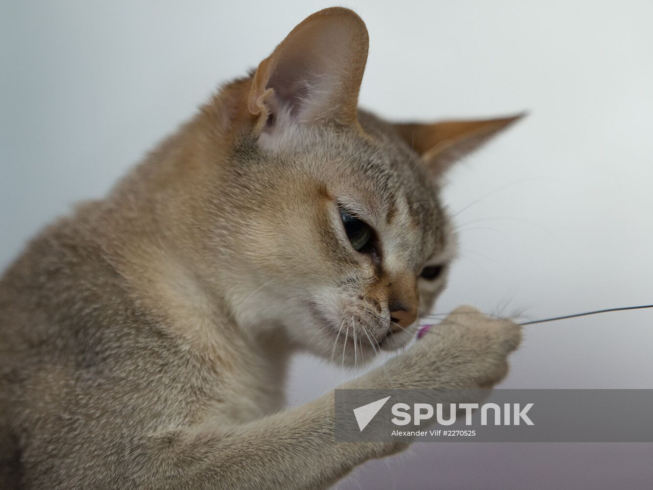 Cat show InfoKot 2013