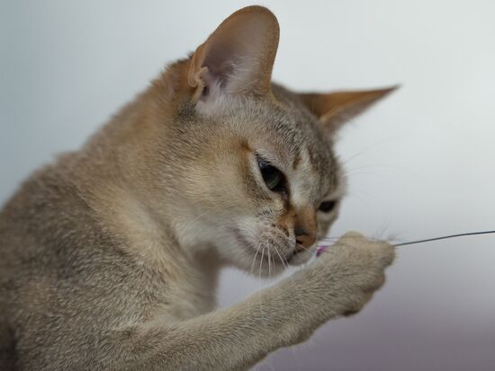 Cat show InfoKot 2013