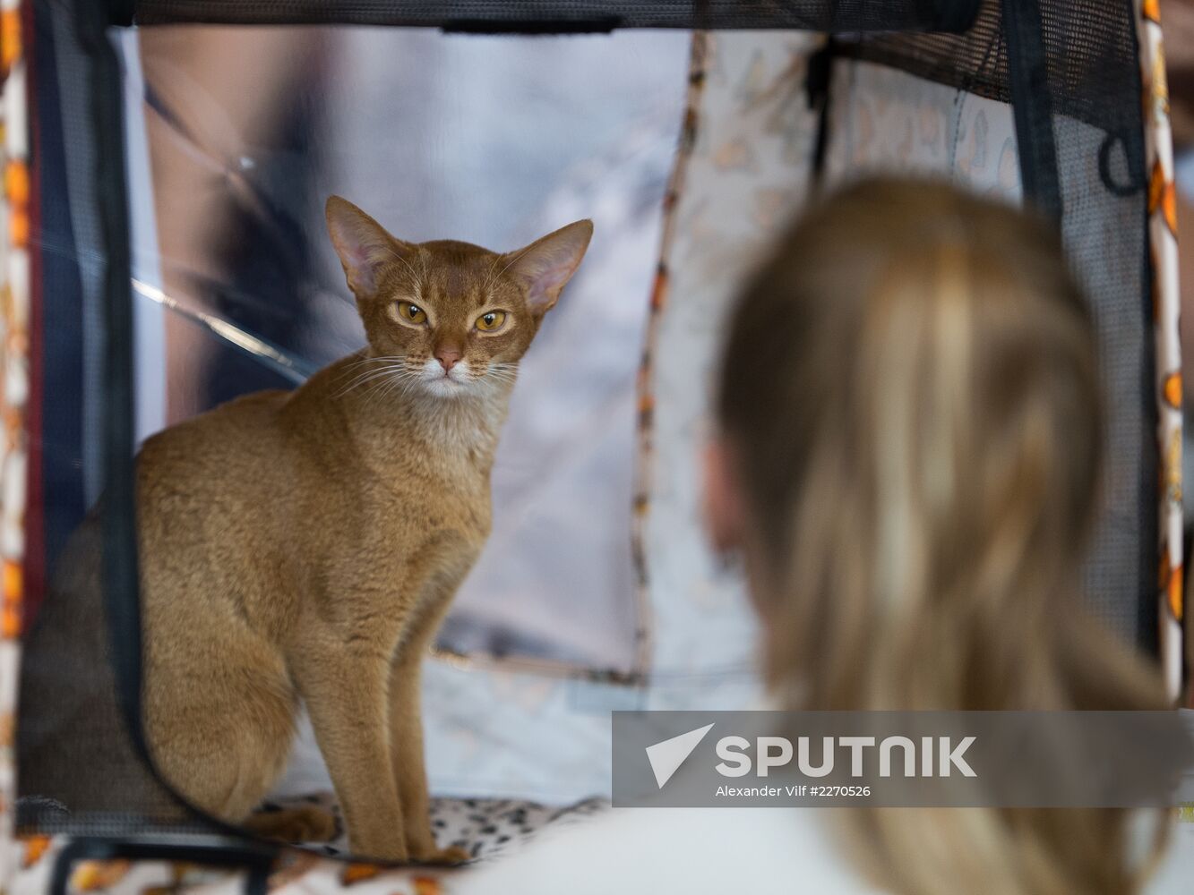 Cat show InfoKot 2013