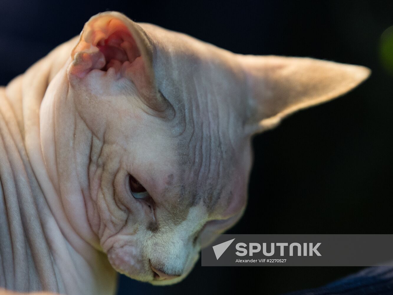 Cat show InfoKot 2013