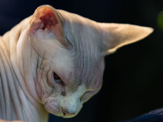 Cat show InfoKot 2013