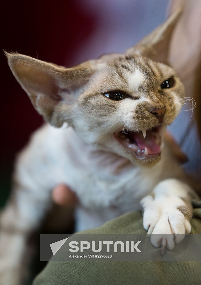 Cat show InfoKot 2013