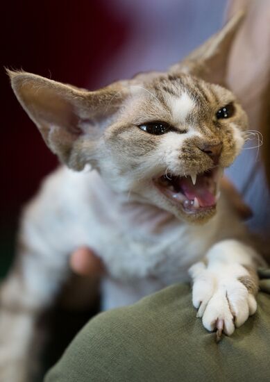 Cat show InfoKot 2013