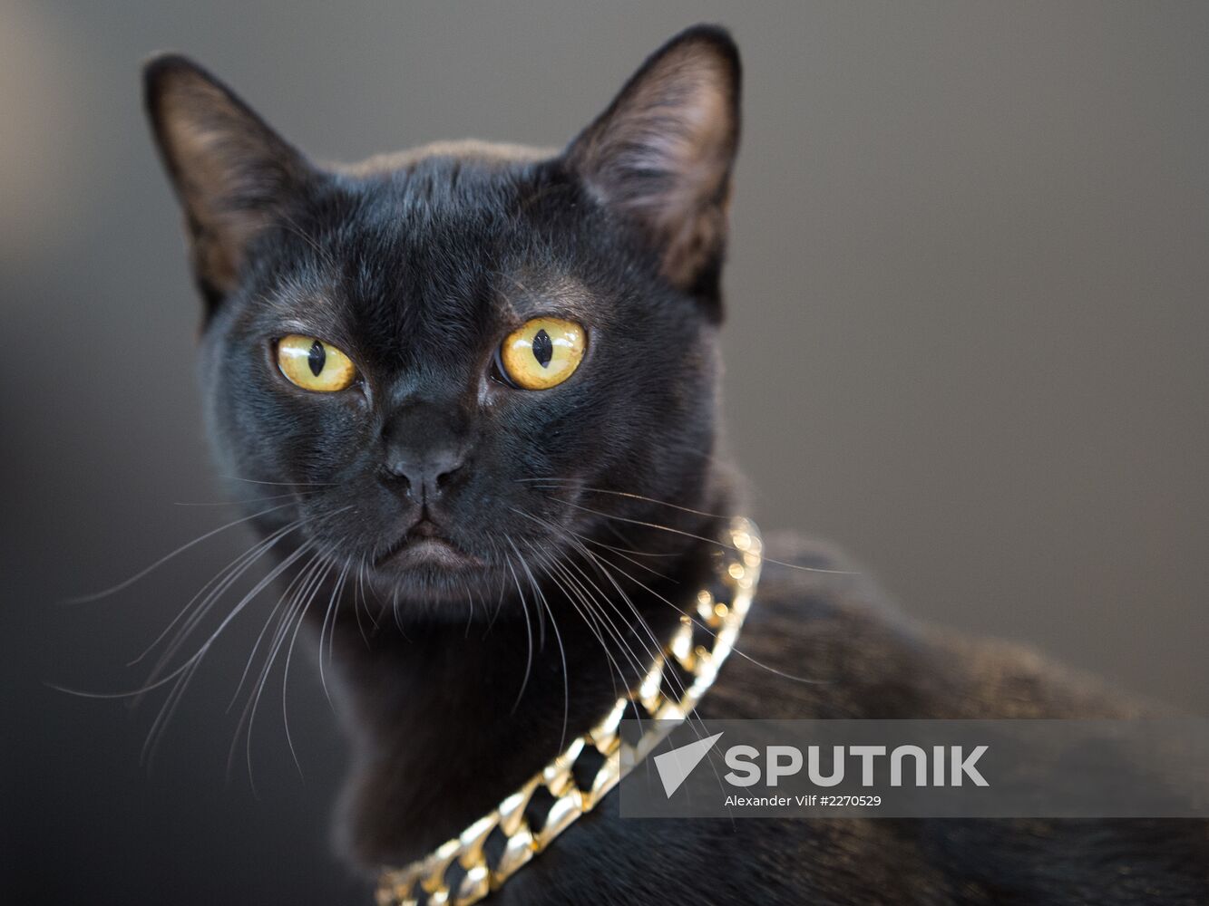 Cat show InfoKot 2013