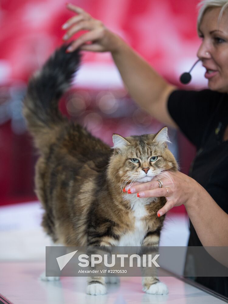 Cat show InfoKot 2013
