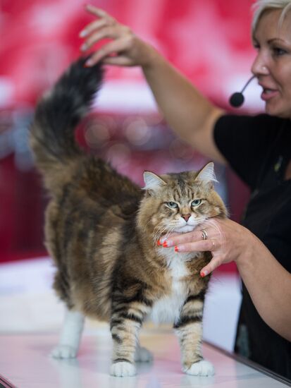 Cat show InfoKot 2013