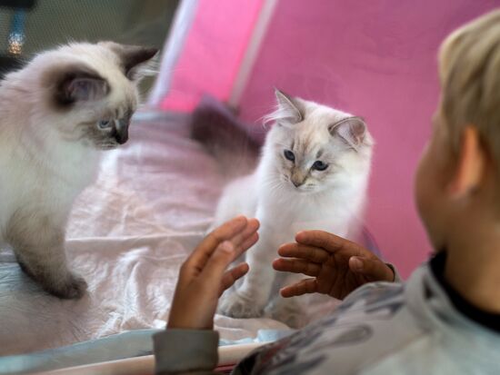 Cat show InfoKot 2013